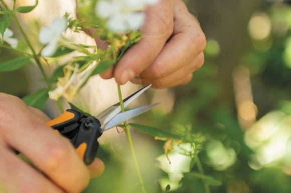 Kwiaty cięte z własnego ogrodu